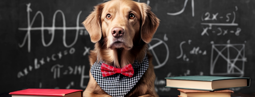 Your Dog Needs a Back-to-School Routine, Too