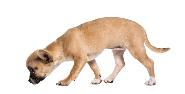 sniffing dog_clipped_rev_1.png