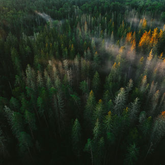 dark green forest with dew and sunrise