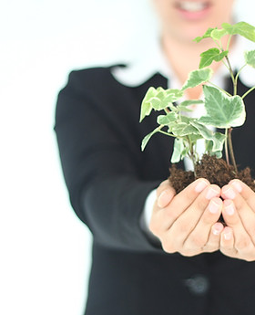 Plant Presentation 
