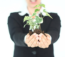 Présentation des plantes