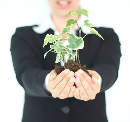 Plant Presentation