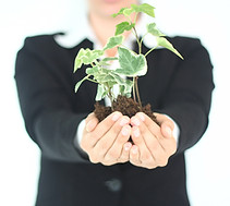 Plant Presentation