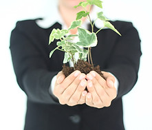Plant Presentation