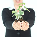 Plant Presentation