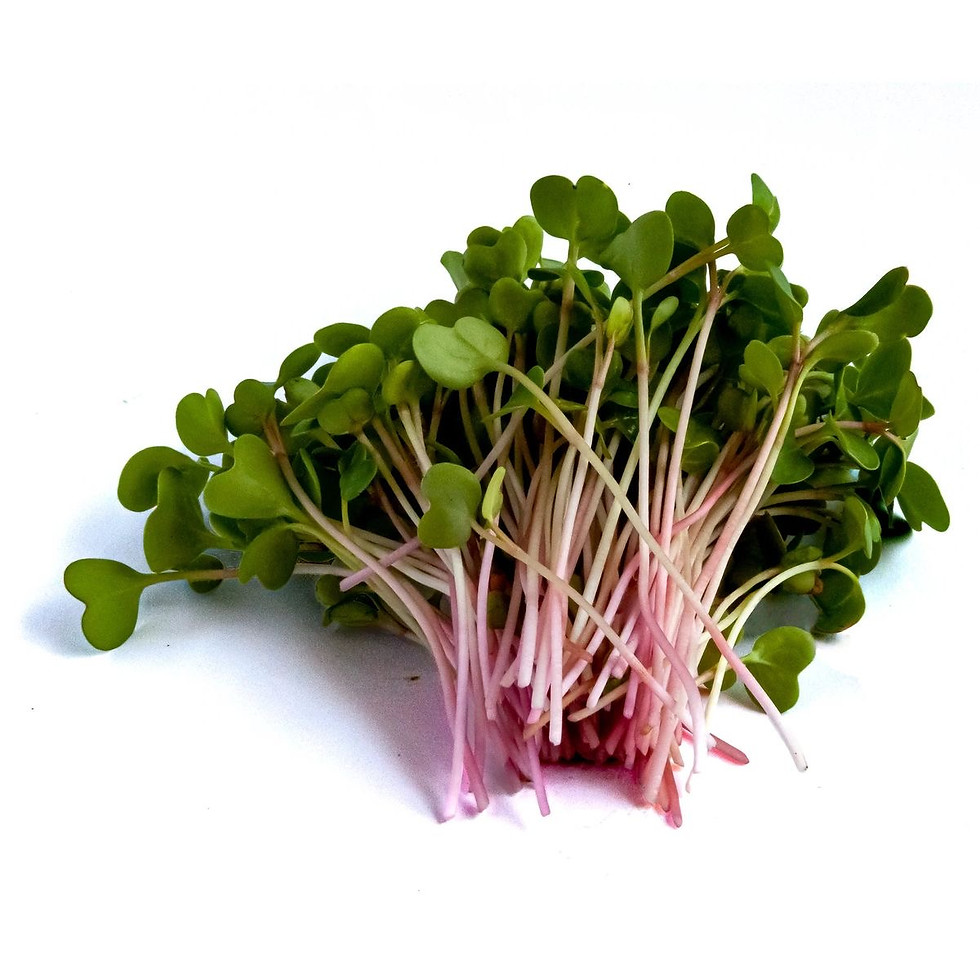Thumbnail: Radish Microgreen Box