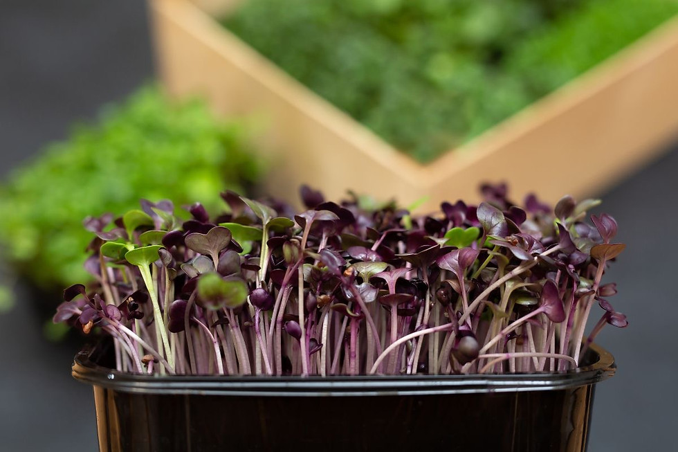 Thumbnail: Radish Microgreen Box