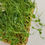Thumbnail: Green Pea Microgreen Box