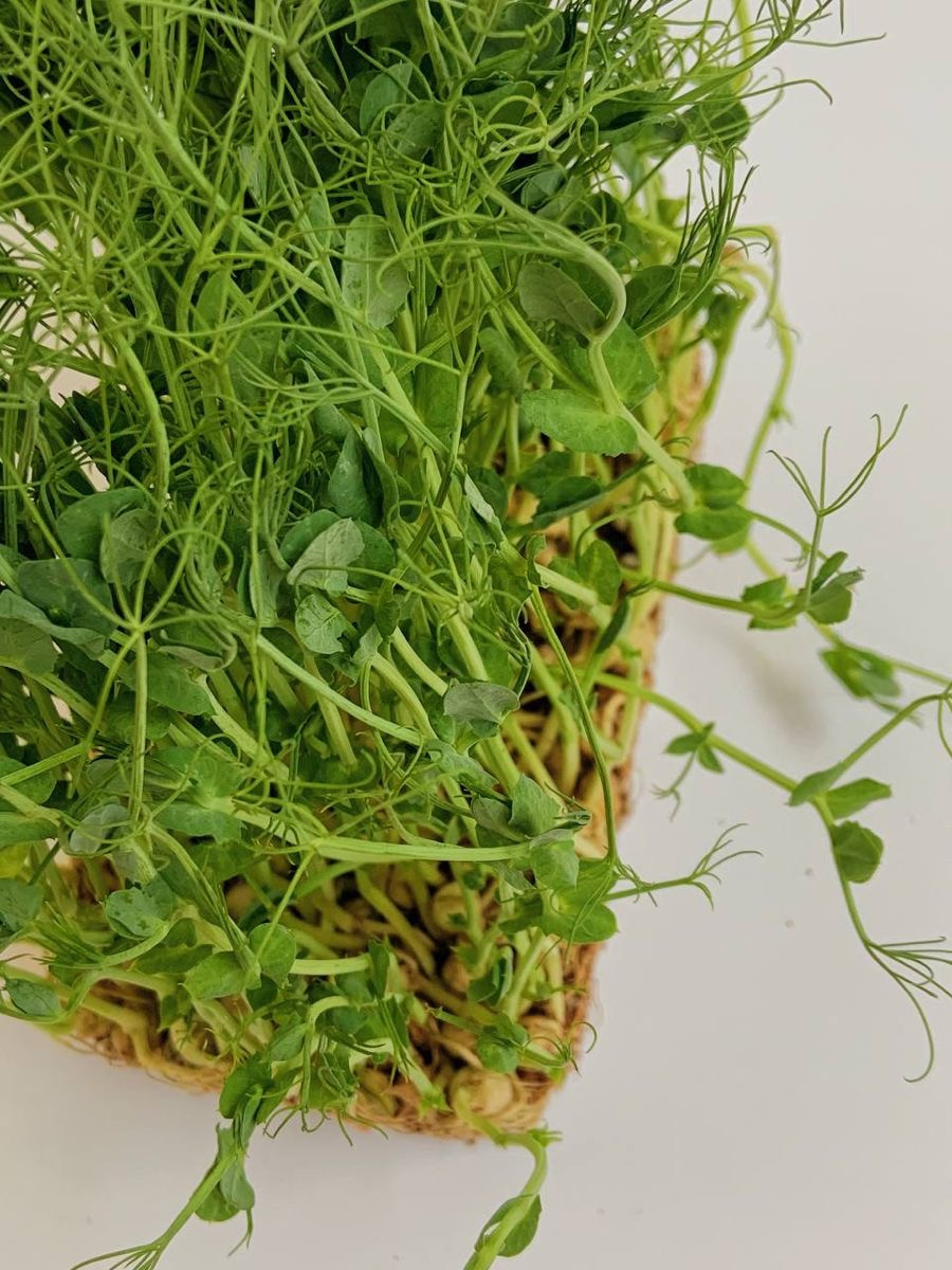 Thumbnail: Green Pea Microgreen Box