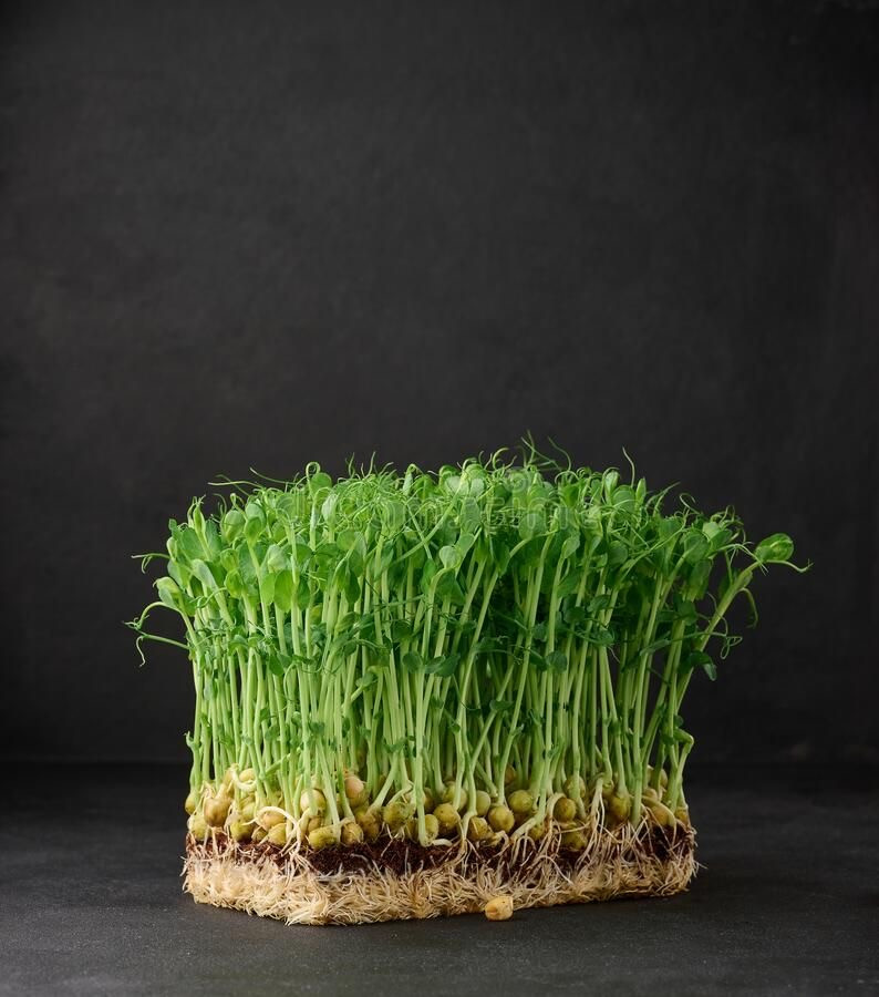 Thumbnail: Green Pea Microgreen Box