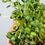 Thumbnail: Sunflower Microgreen Box