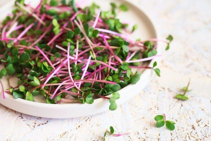 Radish Microgreen Box