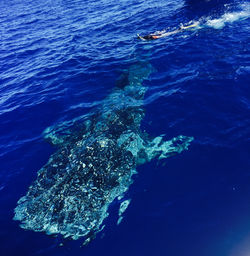 whale shark snorkel