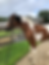 a brown and white Paint mare stands on a sand road next to grass, giving side-eye to the camera