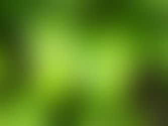 Lá trầu không làm trắng da có thực sự hiệu quả không?
