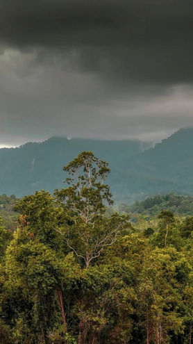 Foto della vegetazione di una foresta pluviale