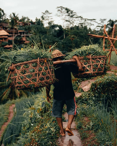 Uomo che cammina nelle piantagioni
