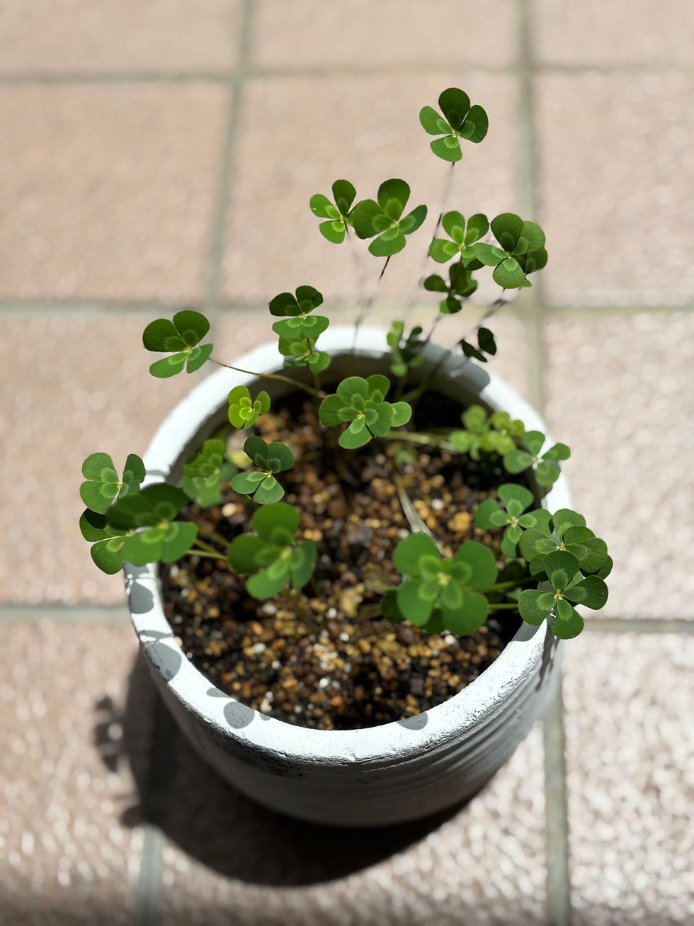 朝の姿