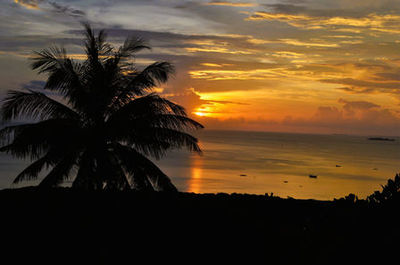 Foto di una palma al tramonto