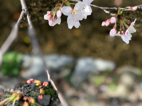 アリサ・リウ選手