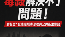 毒殺解決不了問題！動督盟：鼠患是城市治理與公共衛生警訊