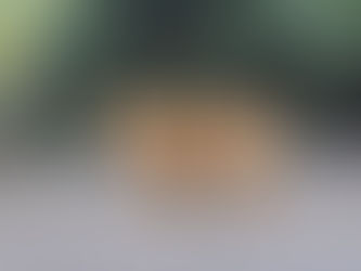 遊蕩犬存在不是動物問題,而是城市治理的問題——從撲殺年代到源頭治理的數據真相