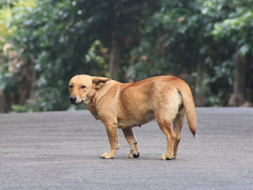 遊蕩犬存在不是動物問題,而是城市治理的問題——從撲殺年代到源頭治理的數據真相