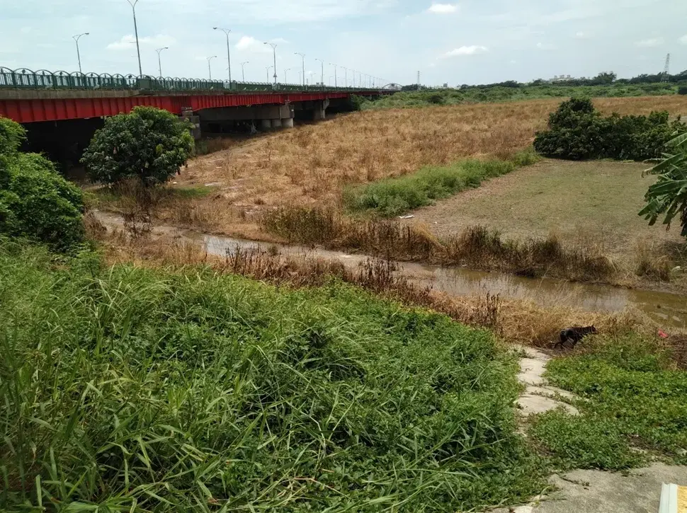 畫面中大片異常枯黃的河濱植被，往往是無差別噴灑化學除草劑後留下的典型景象，而緊鄰水體的除草劑噴灑更有機會隨著逕流嚴重威脅脆弱的水生生態系統 。 / 臺灣動物平權促進會田野調查照片