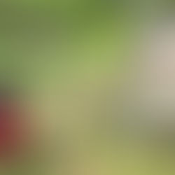 降低除草劑風險，推動零毒害綠地管理