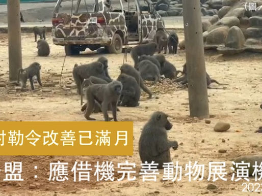 六福村被勒令一個月改善期限已到 動督盟:應借機完善動物展演機制
