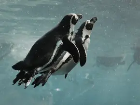 當城市觀光遇上動物展演—政府應正視的公共責任