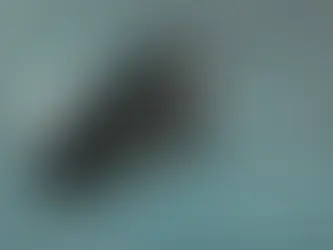 當城市觀光遇上動物展演—政府應正視的公共責任