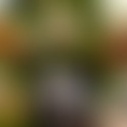 萌寵商機背後的真相：全台「非特定寵物」展演商家福利大盤點