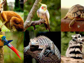 萌寵商機背後的真相：全台「非特定寵物」展演商家福利大盤點