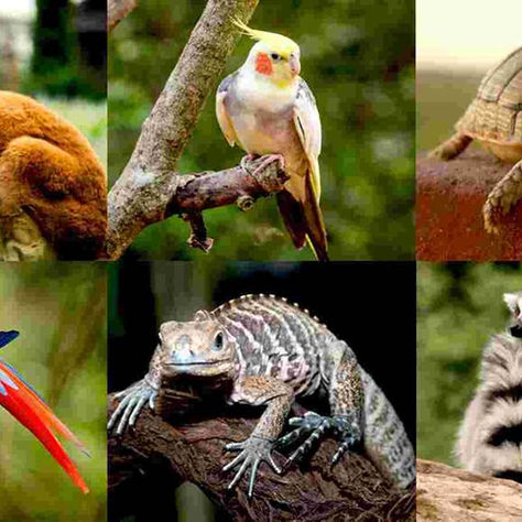 萌寵商機背後的真相：全台「非特定寵物」展演商家福利大盤點