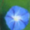 morning%20glory%202_edited.jpg