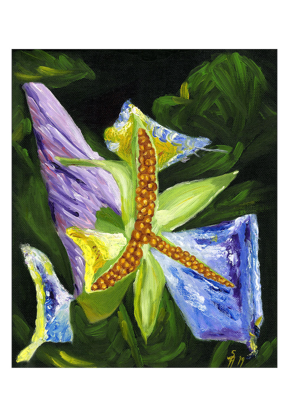 Viola