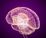 Brain-scan,-X-ray-view-588244588_5500x4594.jpeg