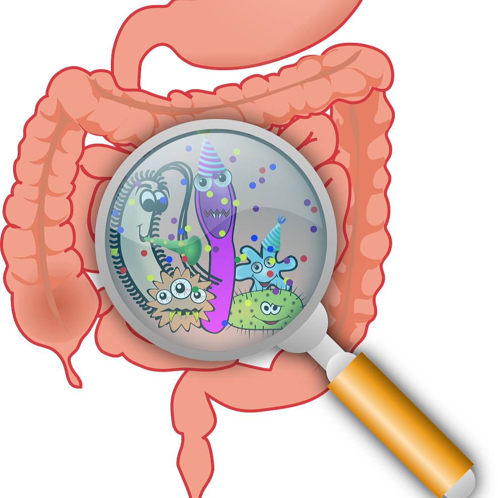 The microbes in your gut influence overall health