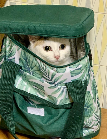 Mimì-Baffi con le ali-storie di gatti randagini