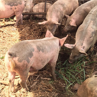 LOCAL PORK, OAHU, HAWAII, PORK, pork BUTCHER, hawaii butcher, hawaiian butcher, hawaiian pork, hawaii pork, oahu pork, oahu pigs, pigs oahu, pigs hawaii, hawaii pigs, hawaii pig, fresh pig hawaii, fresh pork hawaii, hawaii luau pork, kalua pig, hawaiian food, local food hawaii