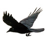 crow