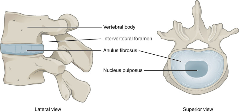 Normal Intervertebral Discs