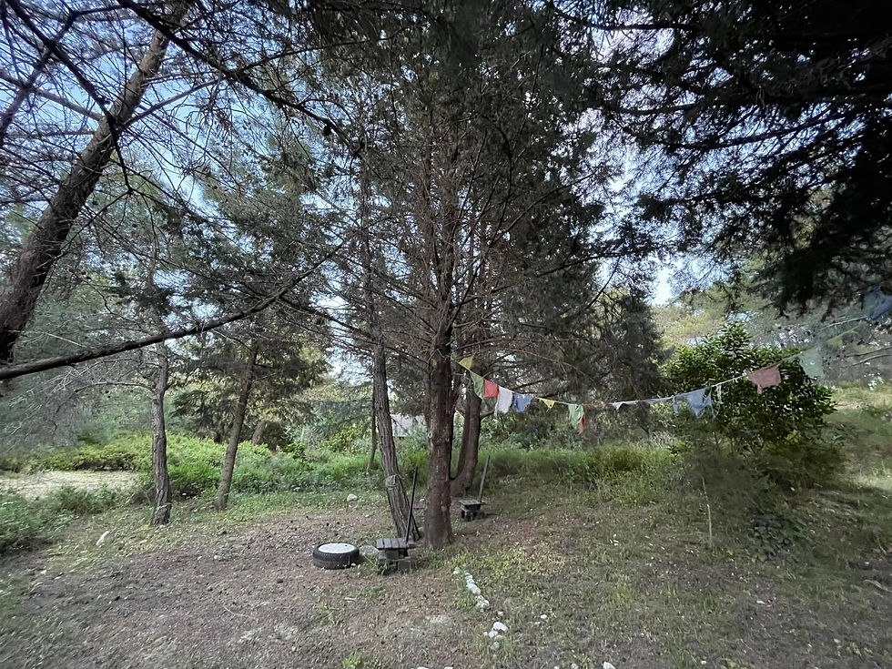 nature8.jpeg