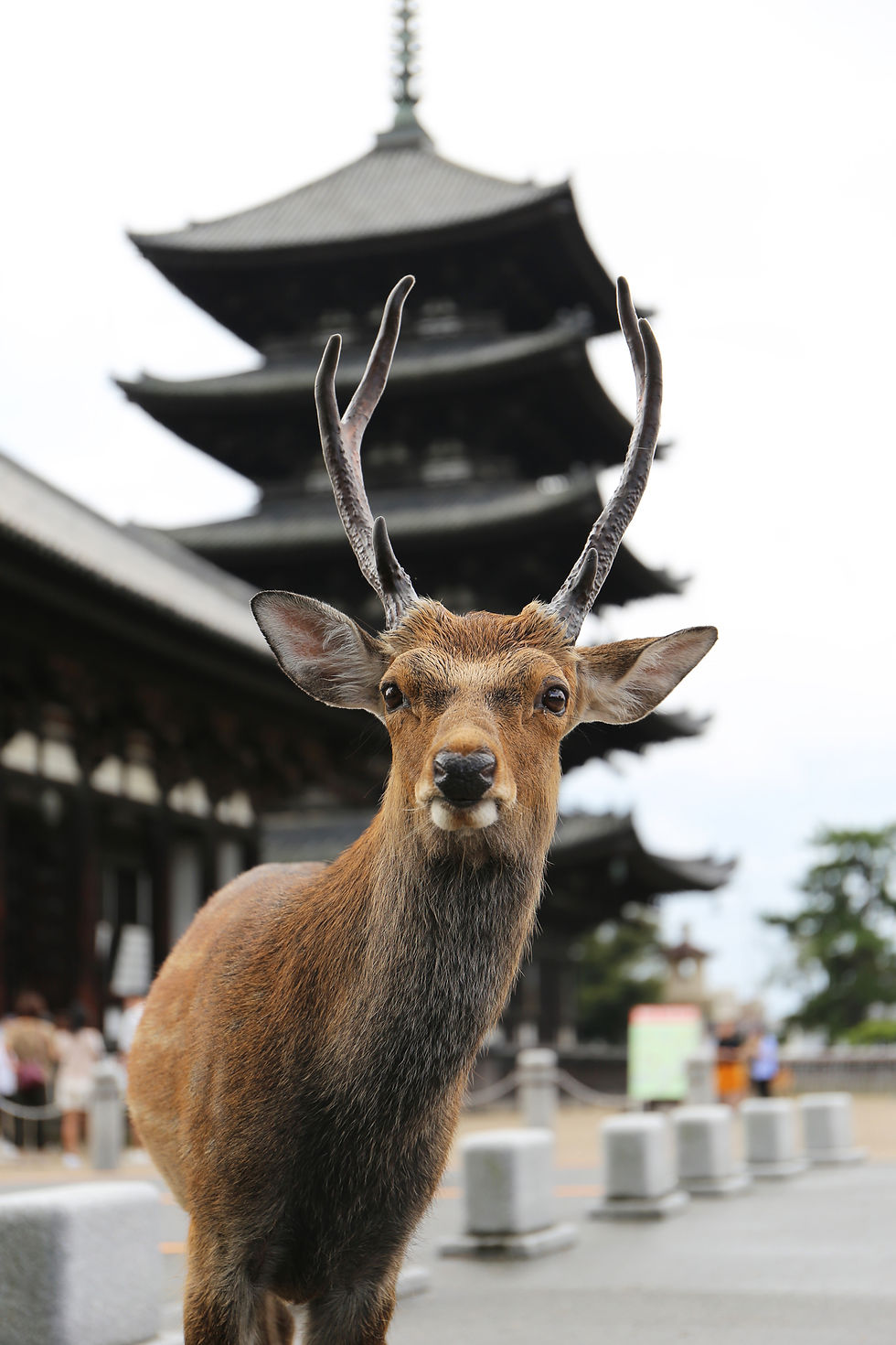 Nara Deer at Kōfuku-ji Pagoda
