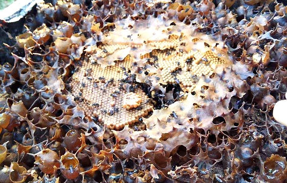 hubungi umah kele. Heterotrigona Itama