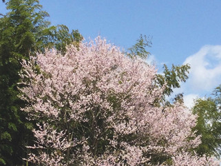 【もうすぐ…🌸】