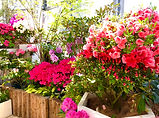 IMG_0395.jpg