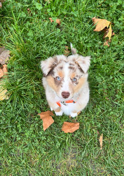 Koda