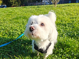 Bilan comportemental et cours d'éducation canine en positive avec un coton de tulear hyperactive